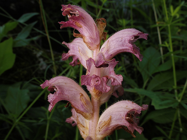 záraza obyčajná Orobanche caryophyllacea Sm.