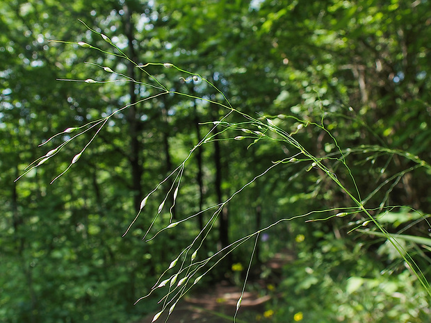 ryžovka zelenkastá Oryzopsis virescens (Trin.) Beck