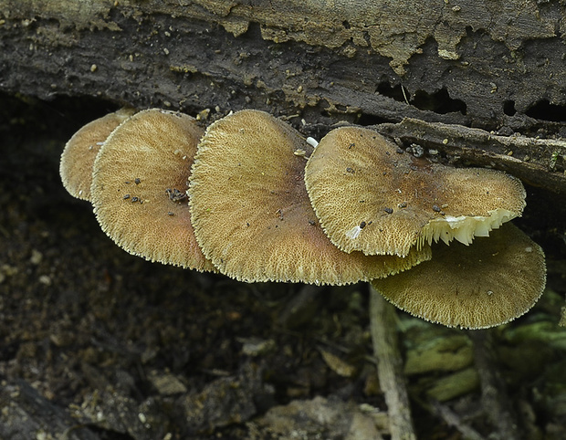 štítovka vláknitá Pluteus umbrosus (Pers.) P. Kumm.