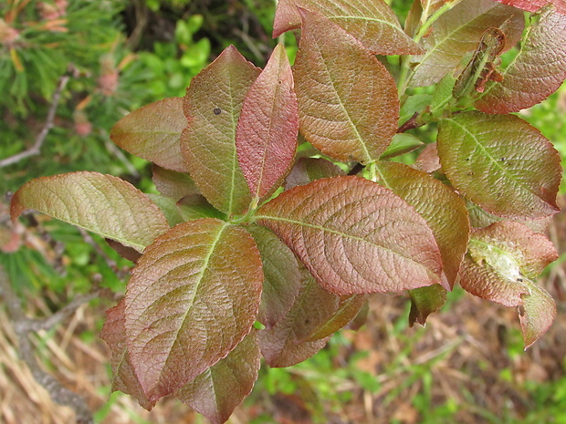 vrba Salix x chlorophana Andersson