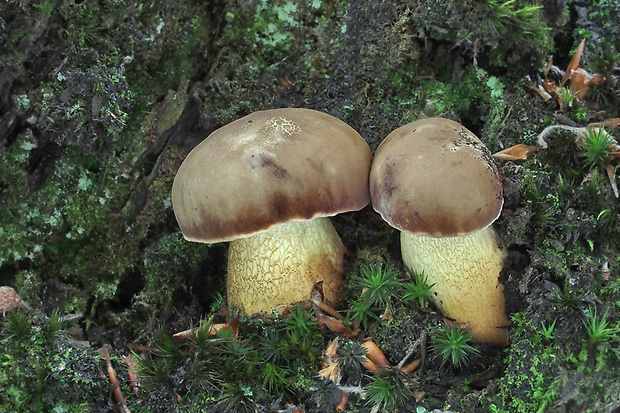 podhríb žlčový Tylopilus felleus (Bull.) P. Karst.