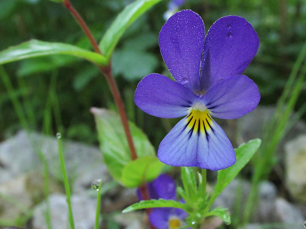 fialka sutinová pestrá Viola saxatilis subsp. polychroma (A. Kern.) Kirschner et Skalický