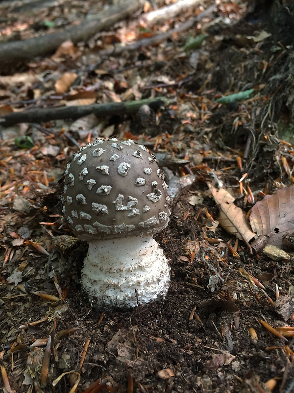 muchotrávka hrubá Amanita excelsa (Fr.) Bertill.