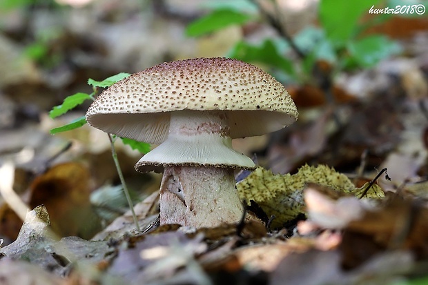 muchotrávka červenkastá Amanita rubescens Pers.