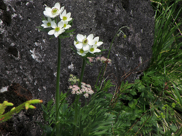 veternica narcisokvetá Anemone narcissiflora L.