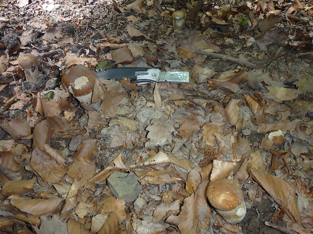 hríb dubový Boletus reticulatus Schaeff.