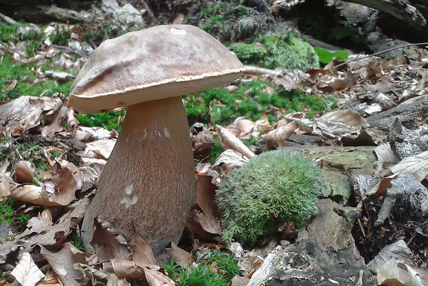 hríb dubový Boletus reticulatus Schaeff.