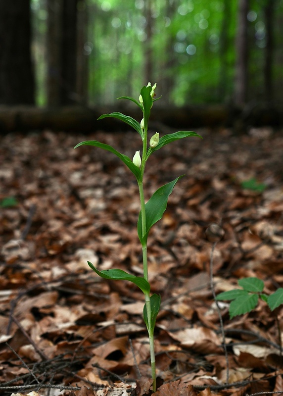 prilbovka biela Cephalanthera damasonium (Mill.) Druce