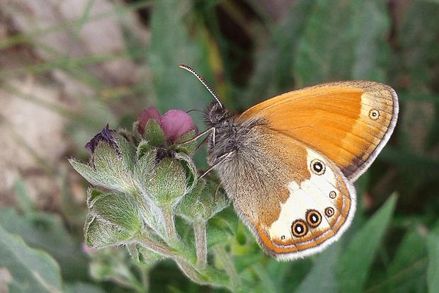 očkáň medničkový (sk) / okáč strdivkový (cz)  Coenonympha arcania Linnaeus 1761