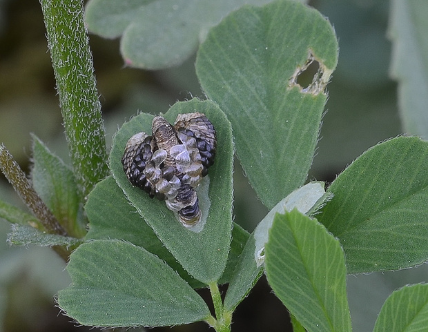 rurkovček Coleophora