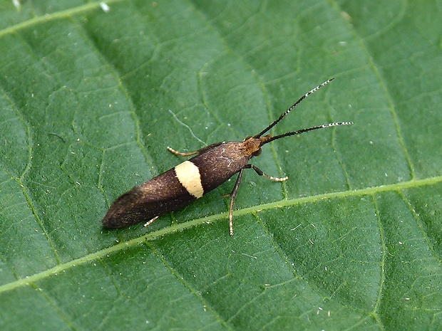 molička žerušnicová Eidophasia messingiella