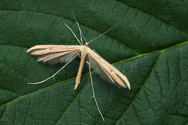 pierkavec pupencový  Emmelina monodactyla  Linnaeus, 1758