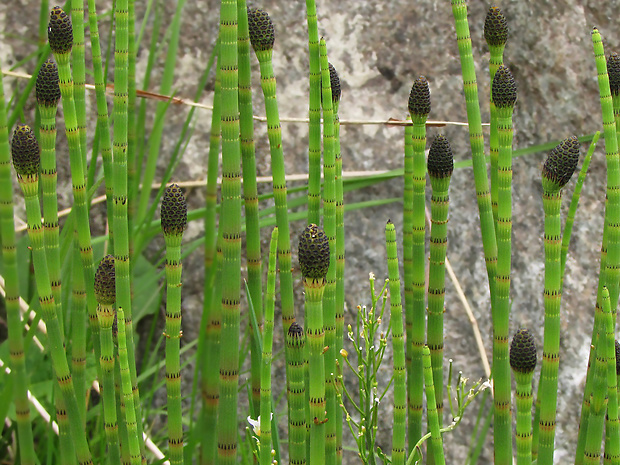 praslička riečna Equisetum fluviatile L.