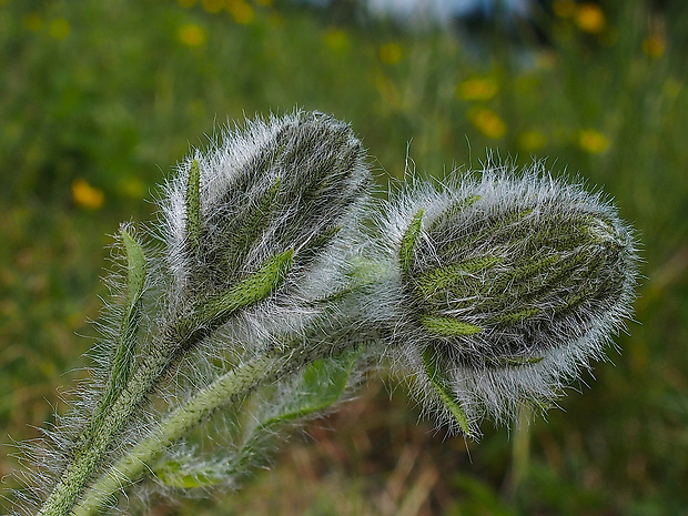 jastrabník Hieracium rohlenae Zlatník