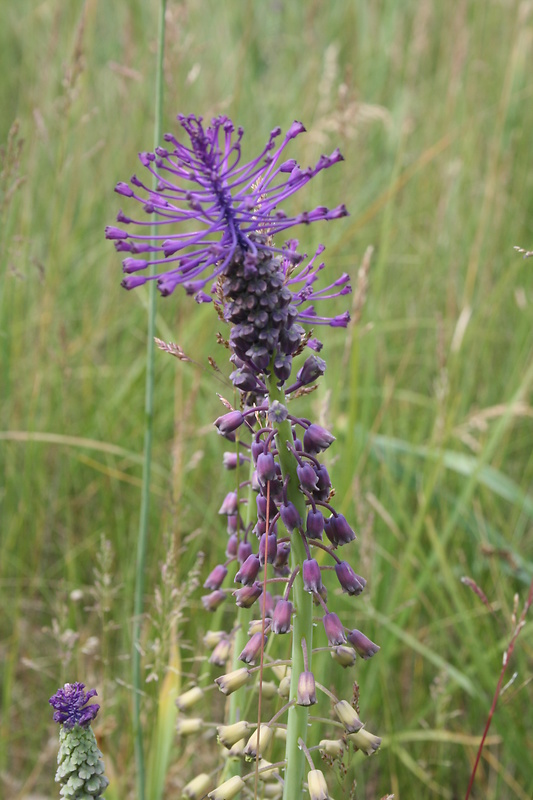 leopoldia chochlatá Leopoldia comosa (L.) Parl.