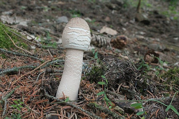 bedľa vysoká Macrolepiota procera (Scop.) Singer