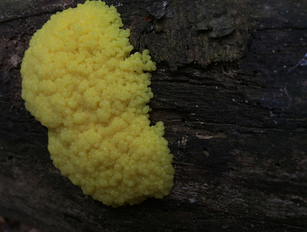 slizovka Myxomycetes