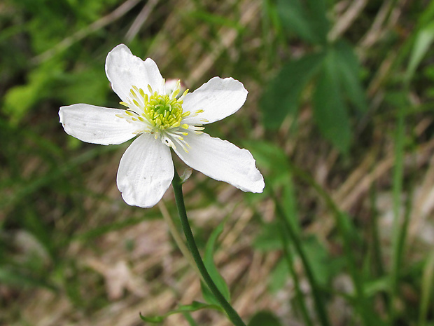 iskerník platanolistý Ranunculus platanifolius L.