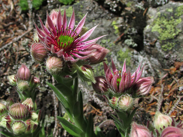 skalnica wettsteinova Sempervivum wettsteinii Letz, ined.