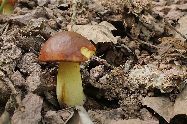 masliak zrnitý Suillus granulatus (L.) Roussel