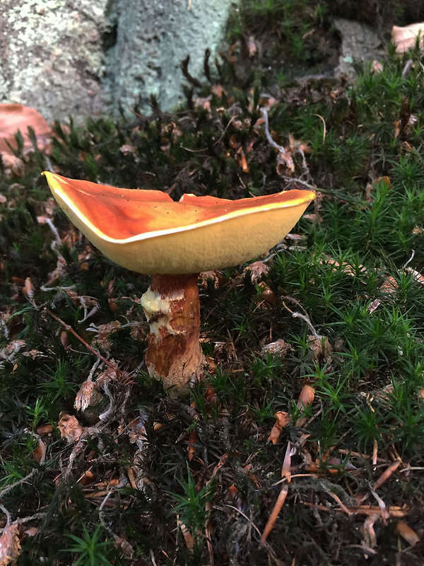 masliak smrekovcový Suillus grevillei (Klotzsch) Singer