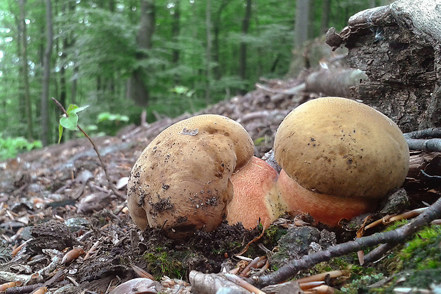 hríb zrnitohlúbikový Sutorius luridiformis (Rostk.) G. Wu & Zhu L. Yang