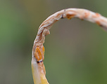 hrdzovec cesnakový