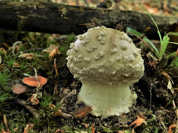 muchotrávka hrubá Amanita excelsa (Fr.) Bertill.