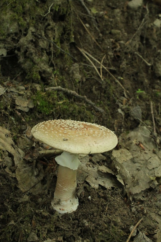 muchotrávka červenkastá Amanita rubescens Pers.