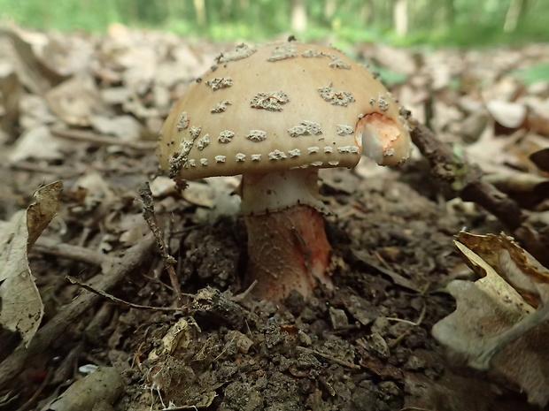 muchotrávka červenkastá Amanita rubescens Pers.