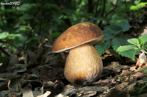 hríb bronzový Boletus aereus Bull. ex Fr.