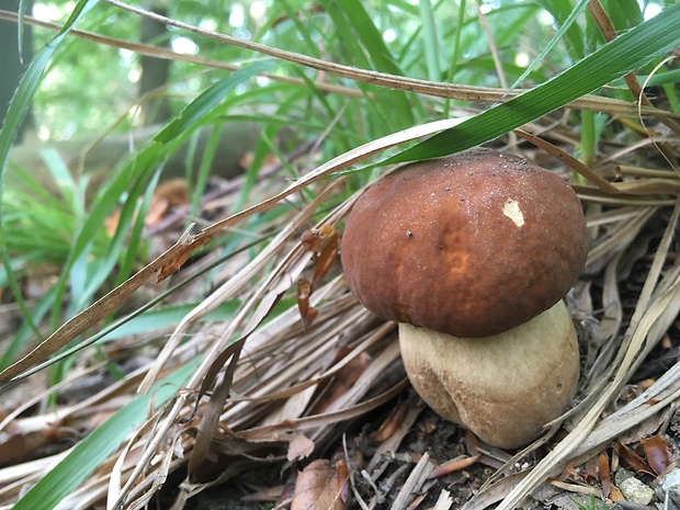 hríb dubový Boletus reticulatus Schaeff.