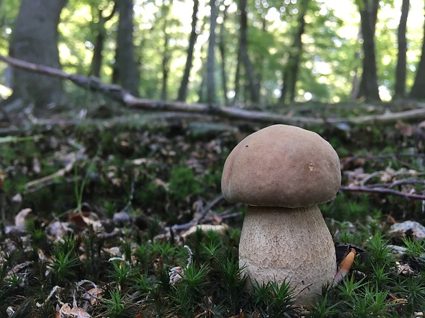 hríb dubový Boletus reticulatus Schaeff.