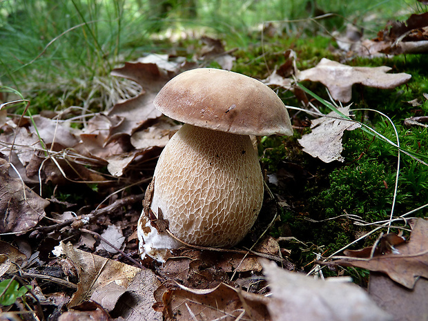 hríb dubový Boletus reticulatus Schaeff.