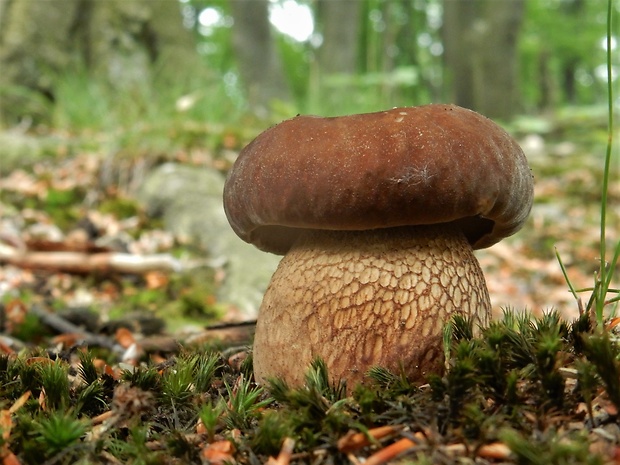 hríb dubový Boletus reticulatus Schaeff.