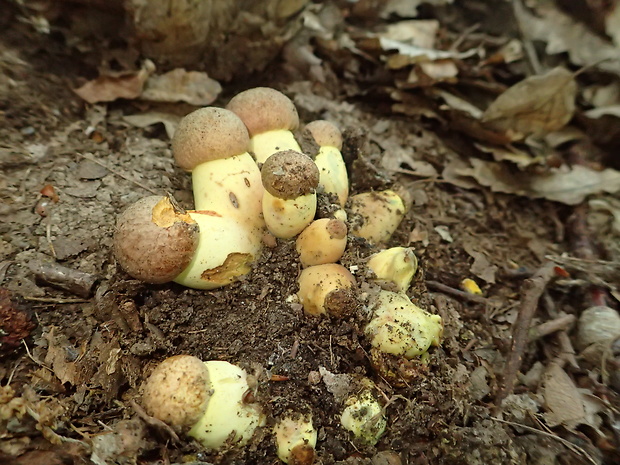 hríb príveskatý Butyriboletus appendiculatus (Schaeff. ex Fr.) Secr.