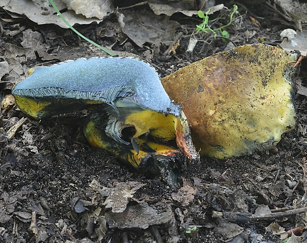 hríb modrejúci Cyanoboletus pulverulentus (Opat.) Gelardi, Vizzini & Simonini