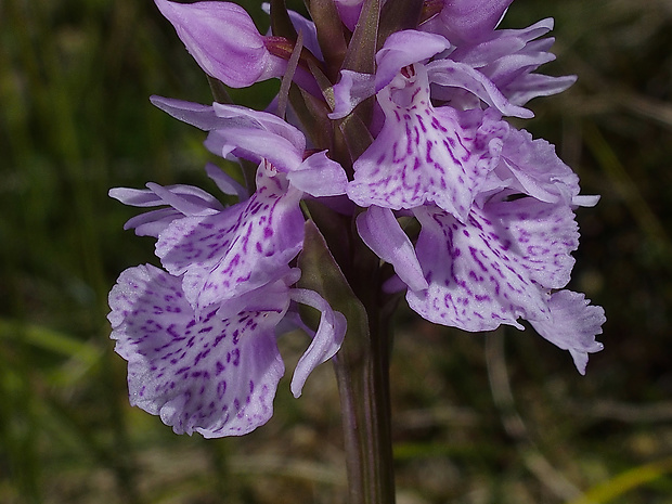 vstavačovec škvrnitý pravý Dactylorhiza fuchsii subsp. sudetica (Rchb.) Verm.