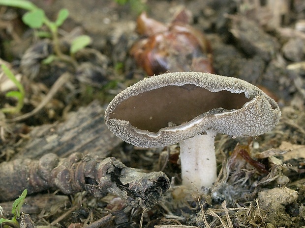 chriapač Helvella sp.