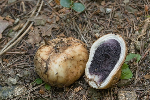 lúpavka Hysterangium sp.