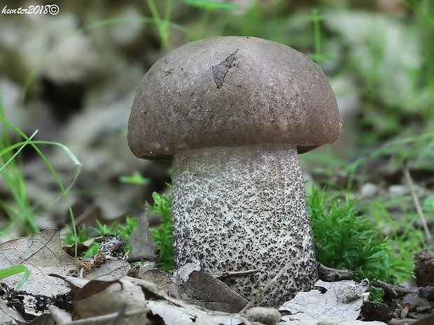 kozák topoľový Leccinum duriusculum (Schulzer ex Kalchbr.) Singer