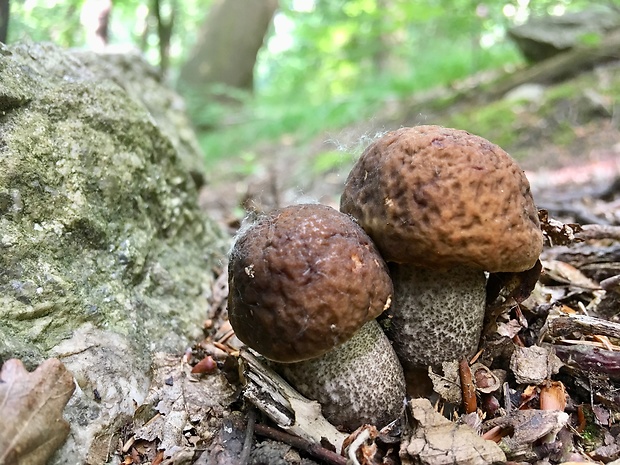 kozák hrabový Leccinum pseudoscabrum (Kallenb.) Šutara