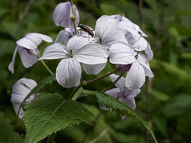 mesačnica trváca Lunaria rediviva L.