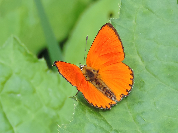 ohniváčik zlatobyľový / ohniváček celíkový ♂ Lycaena virgaureae Linnaeus, 1758