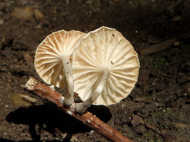 tancuľka biela Marasmiellus candidus (Bolton) Singer