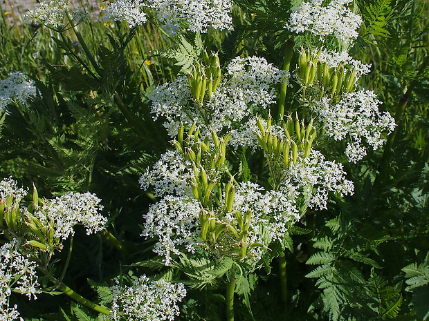 čechrica voňavá Myrrhis odorata (L.) Scop