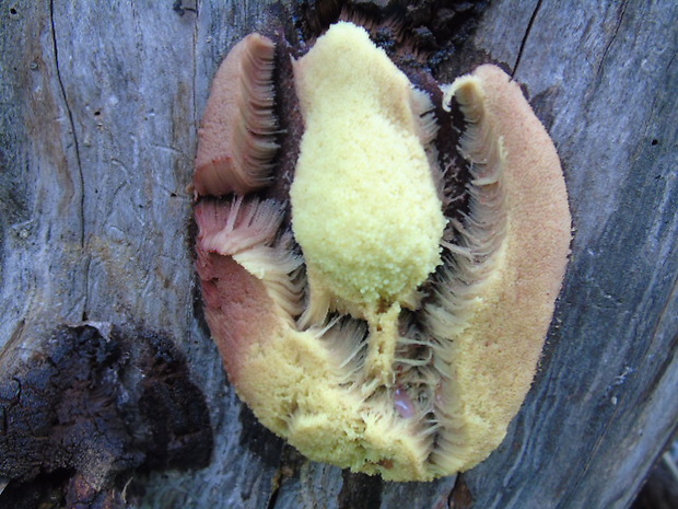 slizovka Myxomycetes