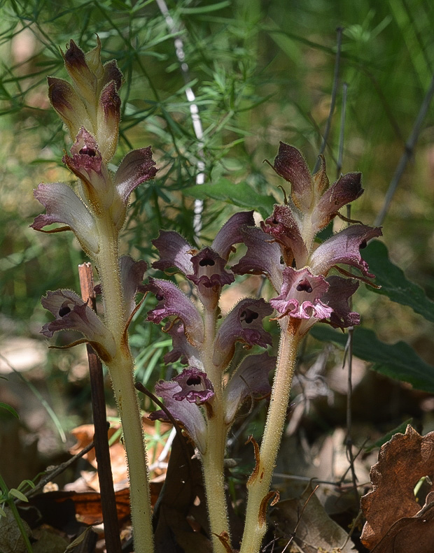 záraza obyčajná Orobanche caryophyllacea Sm.