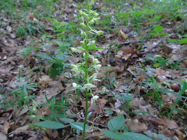 vemenník dvojlistý Platanthera bifolia (L.) Rich.