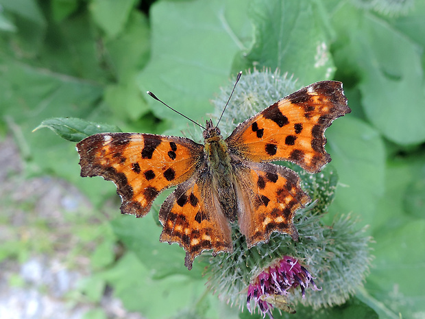 babôčka zubatokrídla / babočka bílé C Polygonia c-album Linnaeus, 1758